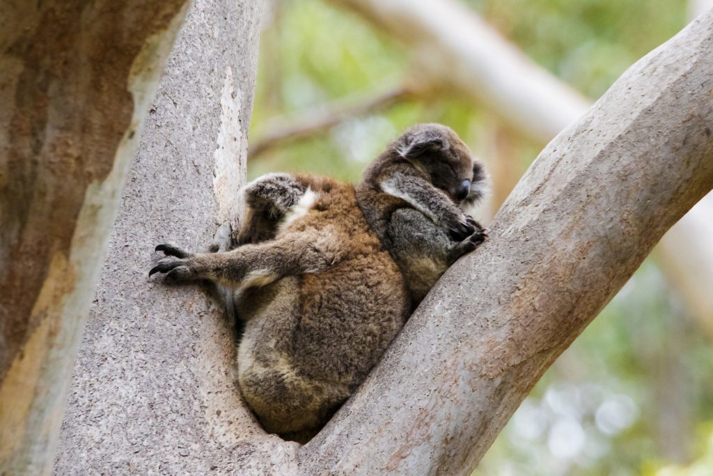 Wildlife - Koalas