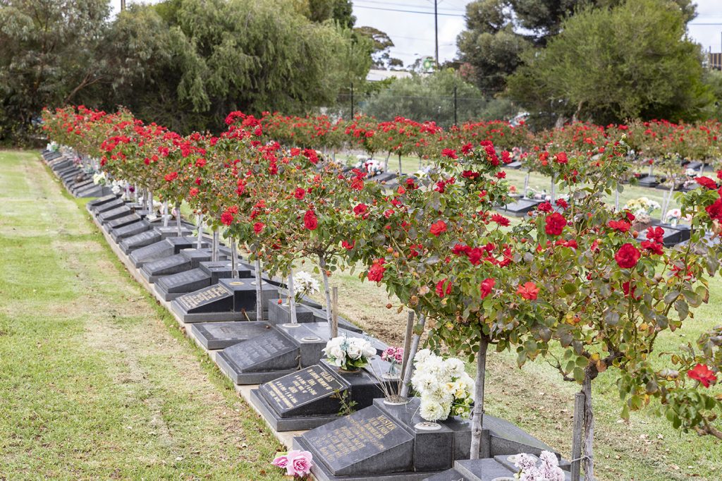 Centennial Park's Lawn Burial Section featuring red roses in between sloper monuments