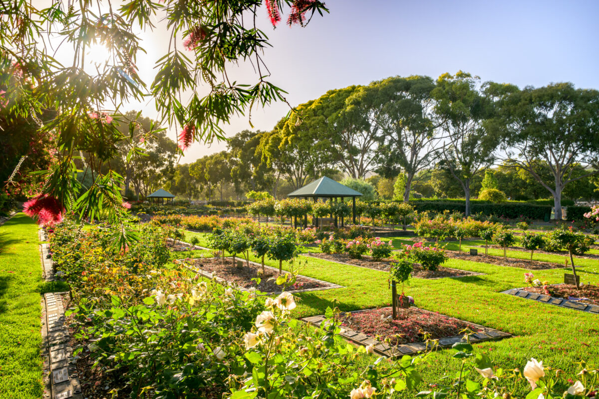 09-WEST-ROSE-GARDEN_241024_Z9C3688_DxO_WebRes