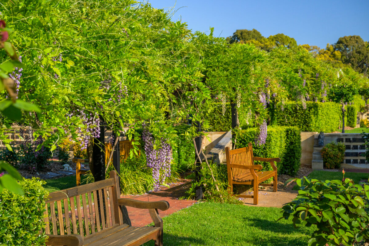 Charles-Newman-Wisteria_230928_Z9C2303-Edit-230928_WebRes