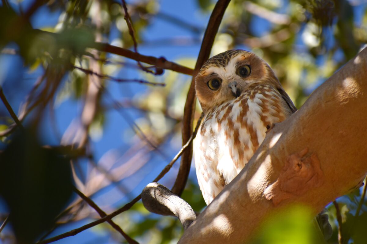 Owl_2025_6 - Low Res