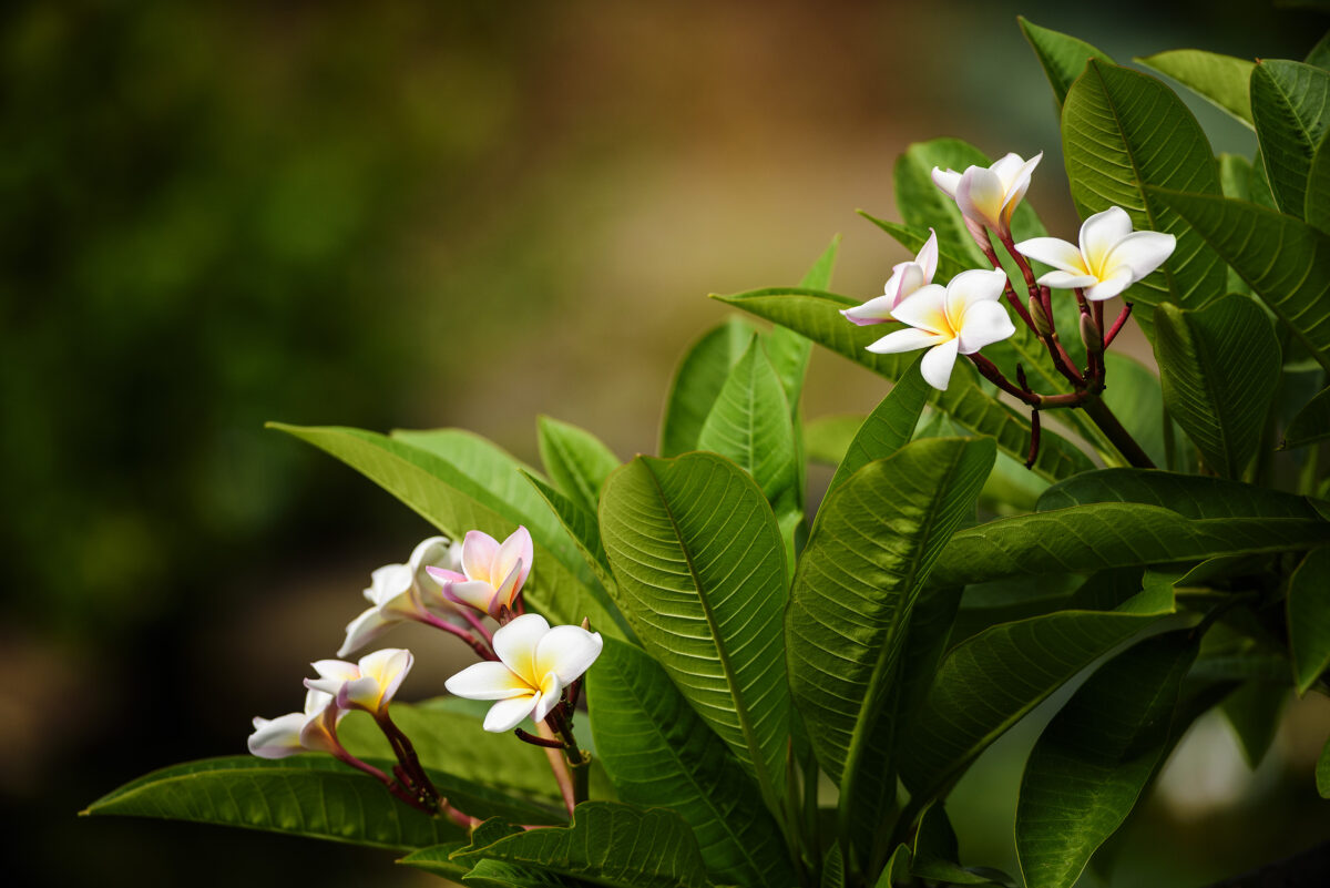 frangipanis